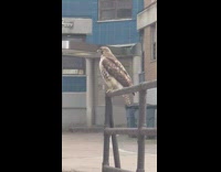 Hawk Sits Still on Rust Handrail as it Hunts