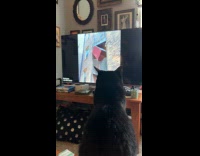 Black cat watch daily dose on TV