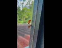 Bug with leaf like on its jumpers 