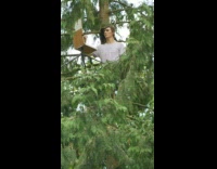 Man paints and sits on top of a tree in the forest Part 2