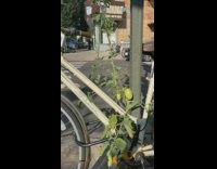 White bicycle with plant growing around it 
