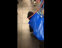 black dog in blue ikea bag walking down stairs