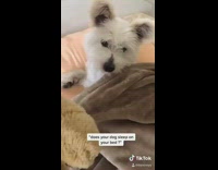 Small white dog tucked into bed bear