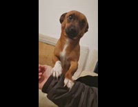 Dog looks at hooman with puppy eyes after chewing couch