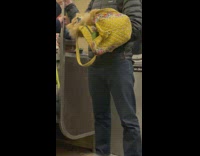 Yellow cat being carried by owner on subway