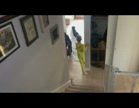 Dog pull blanket climb down the stairs