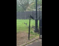 Crow bites rips caution tape on fence 