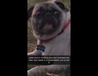 Collab KaleSaladIG - Worried pug gets up off the ground after hearing its name called