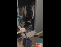 Check in on dogs stare