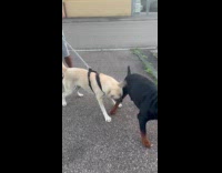 Two dog friends play fight with attitude