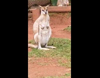 Wallaby stand and stretch shoulders sanctuary australia