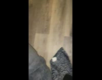 Pet pig stuck in couch cushion needs help 