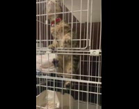 Cat climbs up white cage pink pillow 