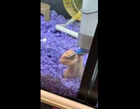 Orange hamster puts entire water nozzle into mouth 