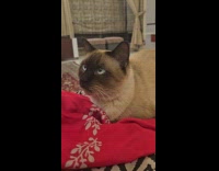 Submitter pets cat on bed gets sleepy