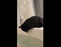 Black cat paddles water in the bathtub