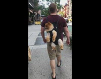 Guy carries brown pomeranian dog like a backpack on his back