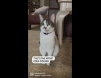 Confused Cat Sits Still and Looks Around