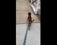 Collab Pubity - Puppy with stick leads lady to stairs
