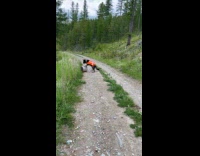 Dog gets mad fails roll back log