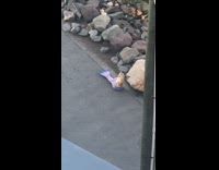 Blue mermaid tail photoshoot ocean rocks