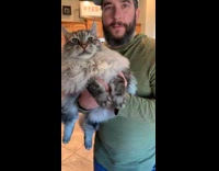 Man carry and kiss maine coon cat