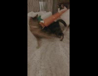 Cat plays with carrot toy on bed