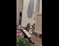 Cat scratches its reflection in the mirror