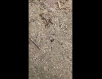 Black beetle bug crawl circle around ground 