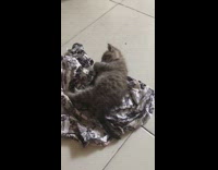 Grey brown kitten lays black white shirt 