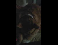 Pet cat sleeps and snores loudly