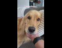 Woman spends her 4th holiday with her dog 