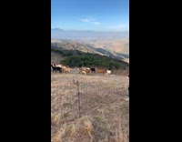 Girl runs at scares fenced in goats