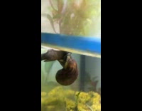 Snail sticks on the cage ceiling in a weird position