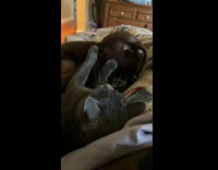 Cat and dog smack each other in face