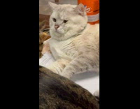 Cat Gets Swayed with Tail then Hit on Face