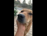 Girl pets brown dog standing outside 