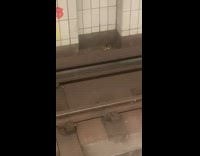 2 rats fights for a small slice of pizza 