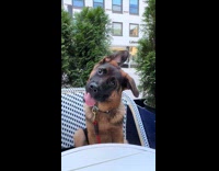 Collab DogIG - Puppy on chair tongue out head tilt