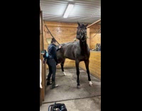 Horse likes being brushed on one spot 