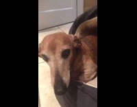 brown dog in dog bed laying down 