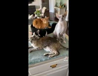 Three cats dont work do social media