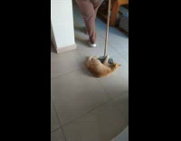 Cat cling on broom dragged on floor