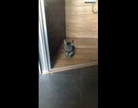 Chinchilla winks at camera 