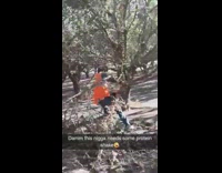 guy orange vest trying to pull huge tree branch