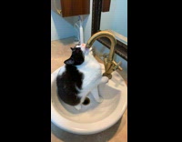 Cat Licks Water Off from Sink Faucet