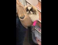 Man ride train carry dog in bag