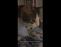 Cat kneads blanket on couch while purring 