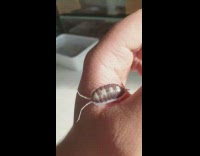 Brown white bug crawls on hand antenna 