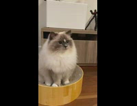 Fluffy Light Grey Cat Bugs Mom 